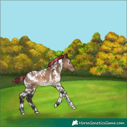 Horse Color:Painted White Spotted Brown Dun 