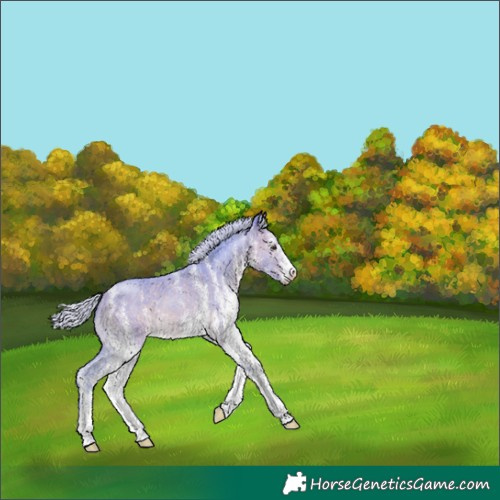 Horse Color:Watercolor White Spotted Silver Bay 