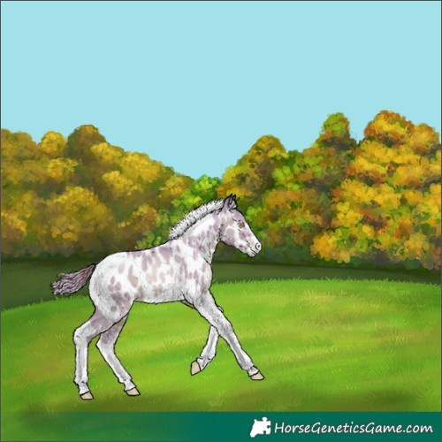 Horse Color:Watercolor Bay Pearl Dun Sabino Tobiano Appaloosa 
