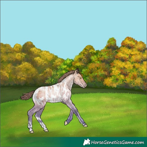 Horse Color:Watercolor Brown Pearl Dun Appaloosa 