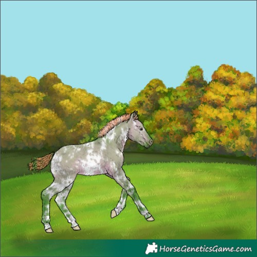 Horse Color:Painted Watercolor White Spotted Chocolate Brown Dun 