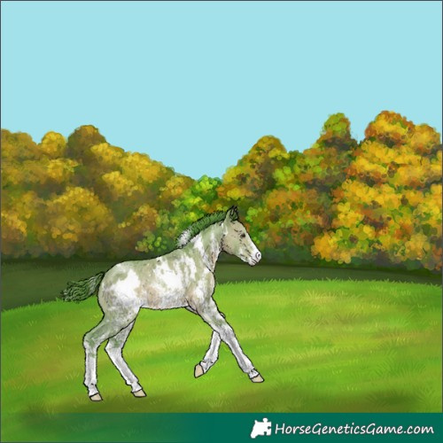 Horse Color:Watercolor White Spotted Chocolate Brown Dun Sabino