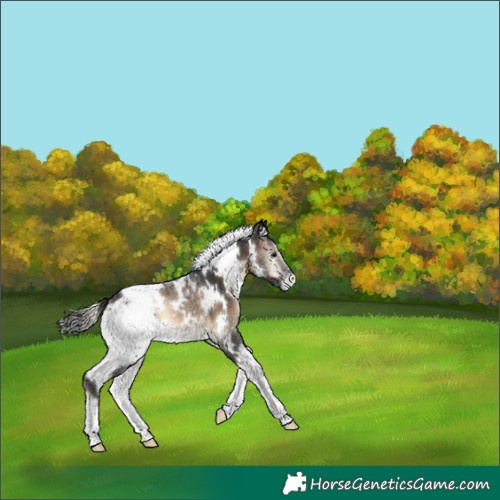 Horse Color:White Spotted Brown Onyx Appaloosa 