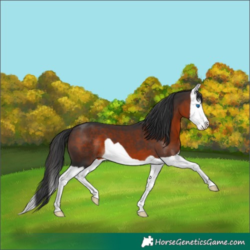 Horse Color:Brown Splash 