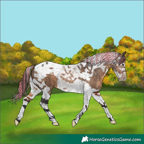 Horse Color:Painted Brown Dun Splash Tobiano 