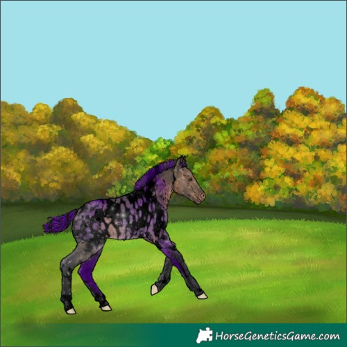 Horse Color:Void Painted White Spotted Brown Dun Appaloosa 