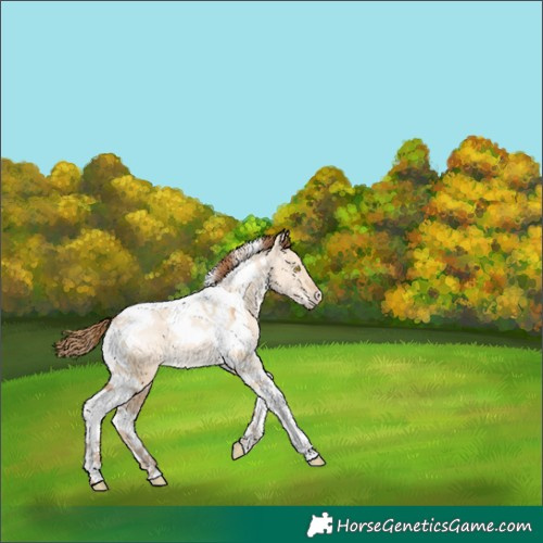 Horse Color:Bay Pearl Dun Tobiano 