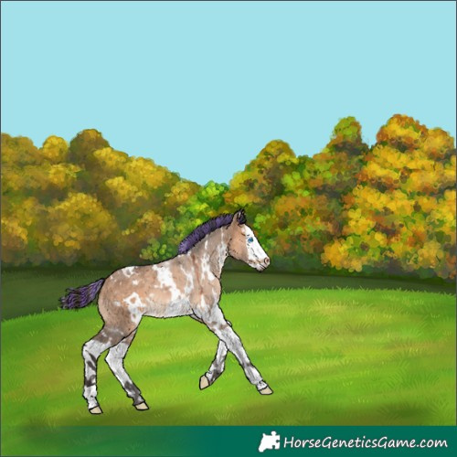 Horse Color:Painted White Spotted Bay Dun Splash 