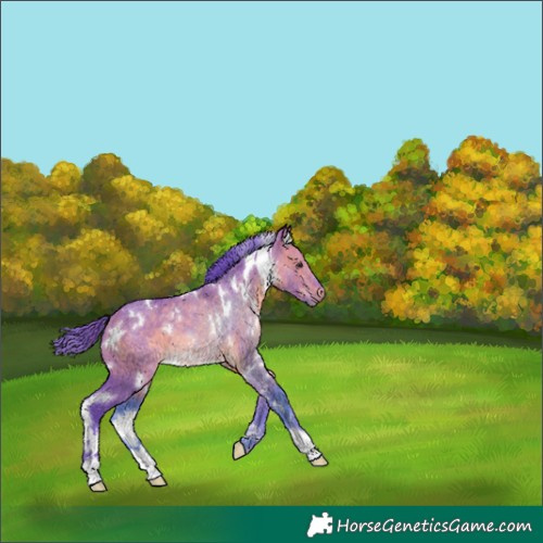 Horse Color:Watercolor White Spotted Brown Dun 