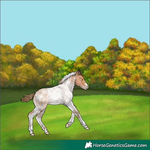 Horse Color:White Spotted Bay Pearl