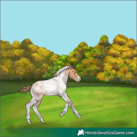 Horse Color:White Spotted Bay Pearl 