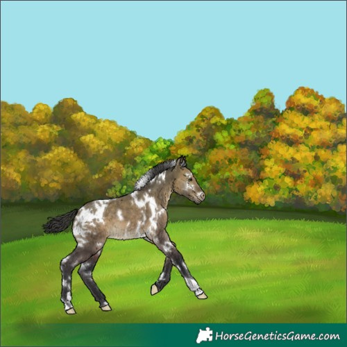 Horse Color:White Spotted Brown Dun 