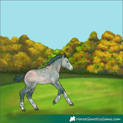 Horse Color:Watercolor Brown Dun 