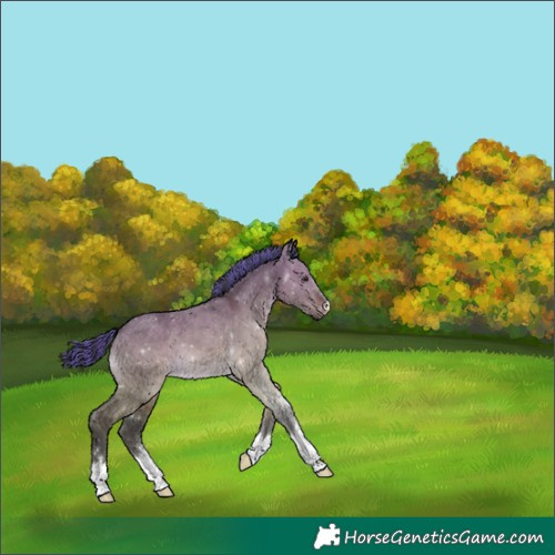 Horse Color:Painted Brown Dun 