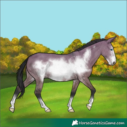 Horse Color:Grullo Frame 