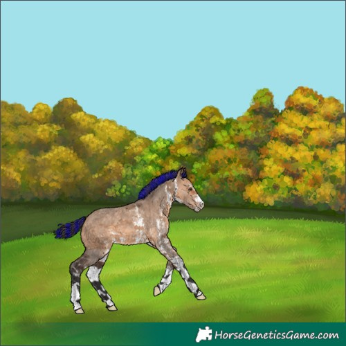 Horse Color:Painted Bay Dun Sabino 