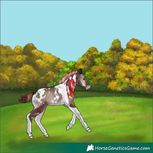 Horse Color:Painted White Spotted Blue Onyx Tobiano