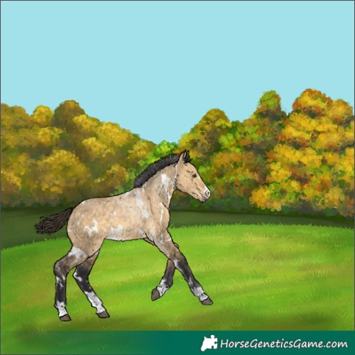 Horse Color:White Spotted Buckskin Dun 