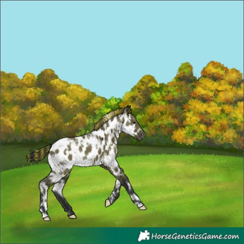 Horse Color:Painted White Spotted Grullo Appaloosa