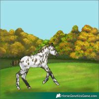 Horse Color:Painted White Spotted Grullo Appaloosa 