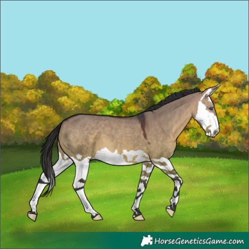 Horse Color:Brown Dun Splash
