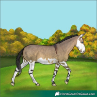 Horse Color:Brown Dun Splash 