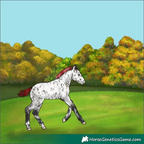 Horse Color:Painted White Spotted Grullo Near Leopard