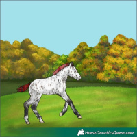 Horse Color:Painted White Spotted Grullo Appaloosa 