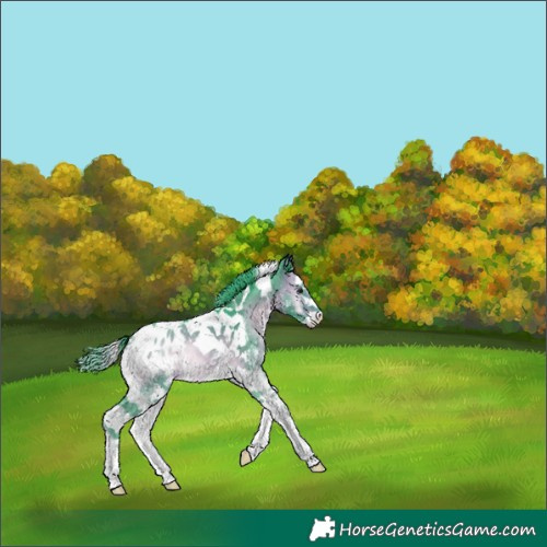 Horse Color:Watercolor White Spotted Brown Onyx Splash Tobiano Appaloosa 