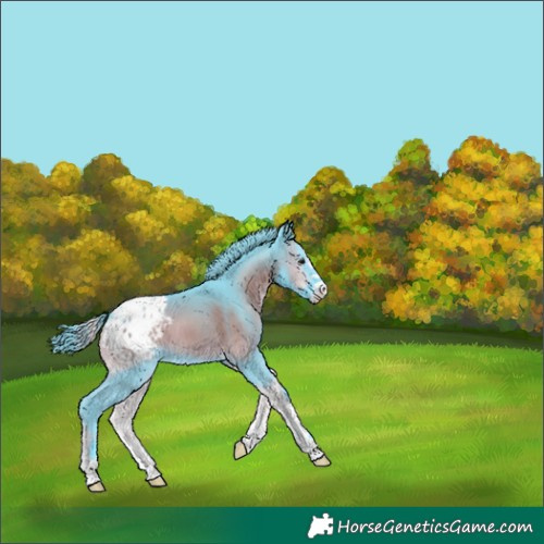 Horse Color:Watercolor Smoky Blue Onyx Appaloosa 
