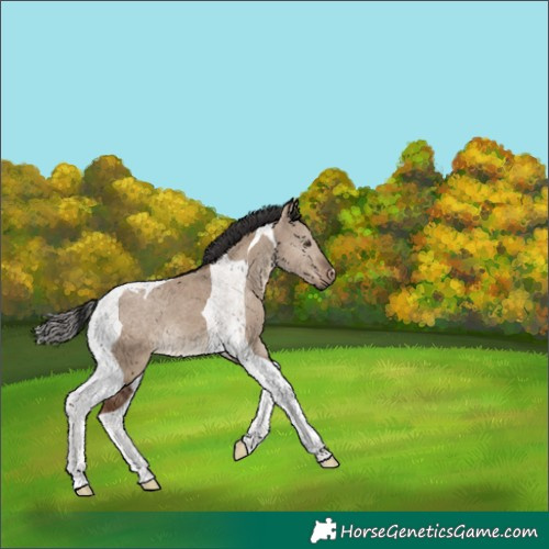 Horse Color:Liver Red Dun Tobiano 