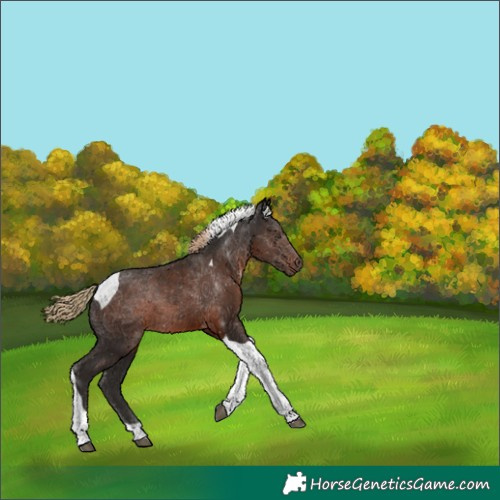 Horse Color:Liver Chestnut Tobiano 