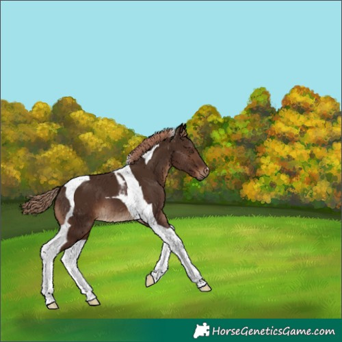 Horse Color:Liver Chestnut Tobiano 
