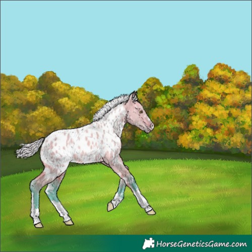 Horse Color:Watercolor White Spotted Silver Buckskin Dun Appaloosa 