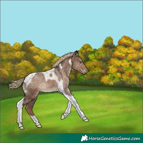 Horse Color:Liver Red Dun Tobiano 