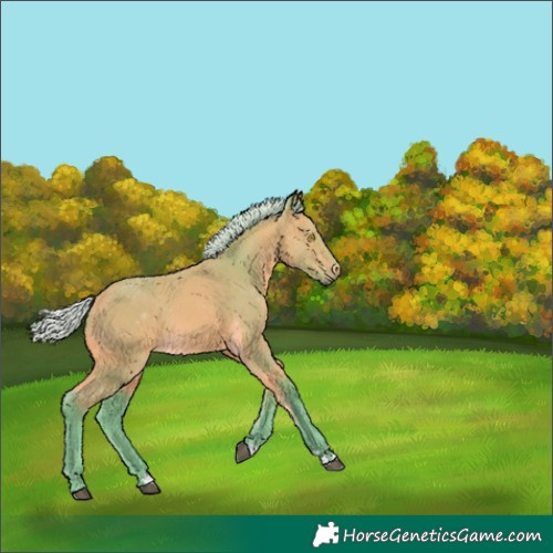 Horse Color:Watercolor Silver Buckskin 