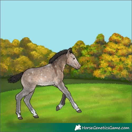 Horse Color:Brown Dun 