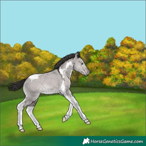 Horse Color:Platinum Liver Red Dun Tobiano 