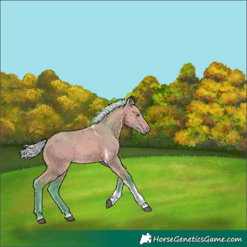Horse Color:Watercolor Silver Buckskin Tobiano Rabicano 