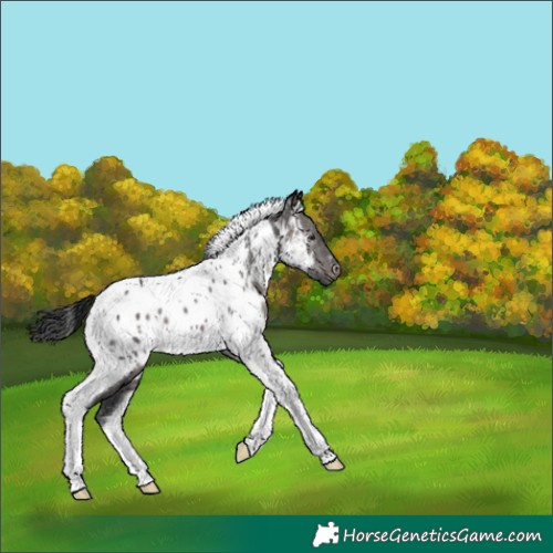 Horse Color:Gray Platinum Brown Dun Tobiano Appaloosa