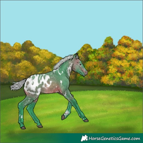 Horse Color:Gray Watercolor White Spotted Silver Buckskin Blanket