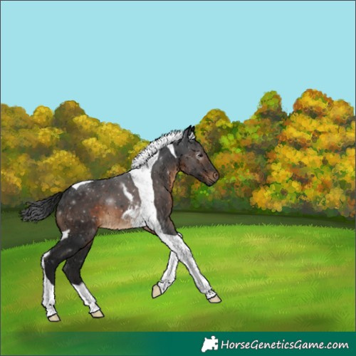 Horse Color:Gray Brown Tobiano 