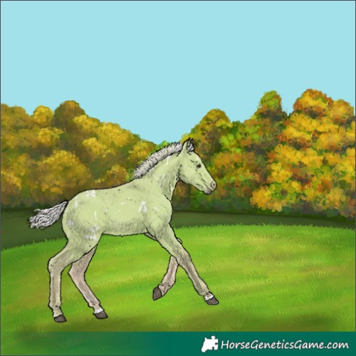Horse Color:Watercolor White Spotted Silver Smoky Grullo 