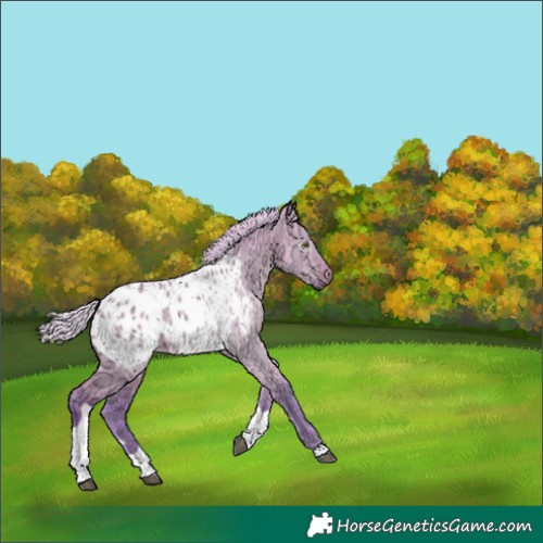 Horse Color:Gray Watercolor Silver Buckskin Ice Dun Tobiano Appaloosa 