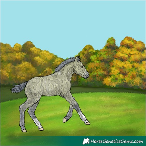 Horse Color:Watercolor Smoky Grullo Ice 