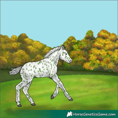 Horse Color:Gray Watercolor Silver Smoky Black Leopard 