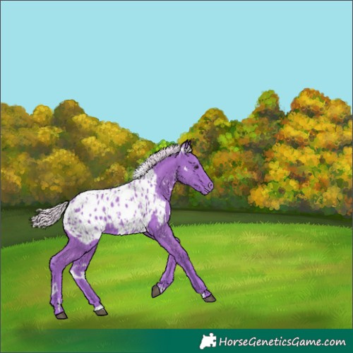Horse Color:Watercolor White Spotted Silver Smoky Black Appaloosa Rabicano