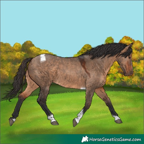 Horse Color:Bay Dun Tobiano