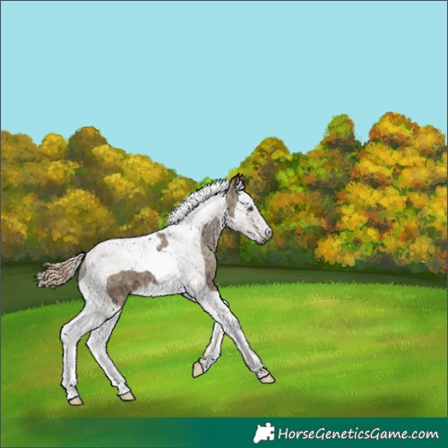 Horse Color:Gray Chocolate Palomino Ice Dun Splash Tobiano 