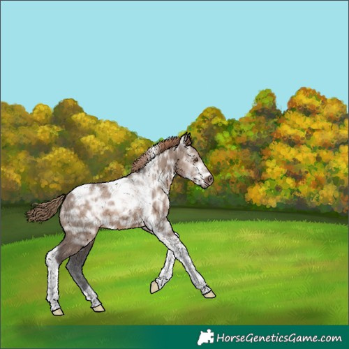 Horse Color:Liver Red Dun Ice Tobiano